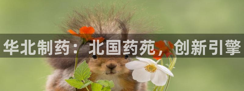 老哥俱乐部是干什么的啊：华北制药：北国药苑，创新引擎